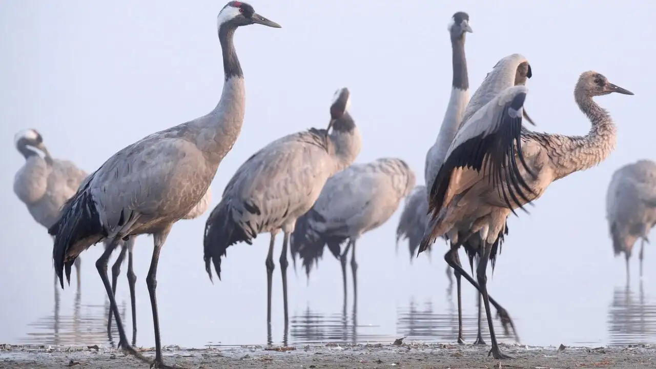 La grue cendrée : Sur les ailes d'une géante – image d’arrière-plan