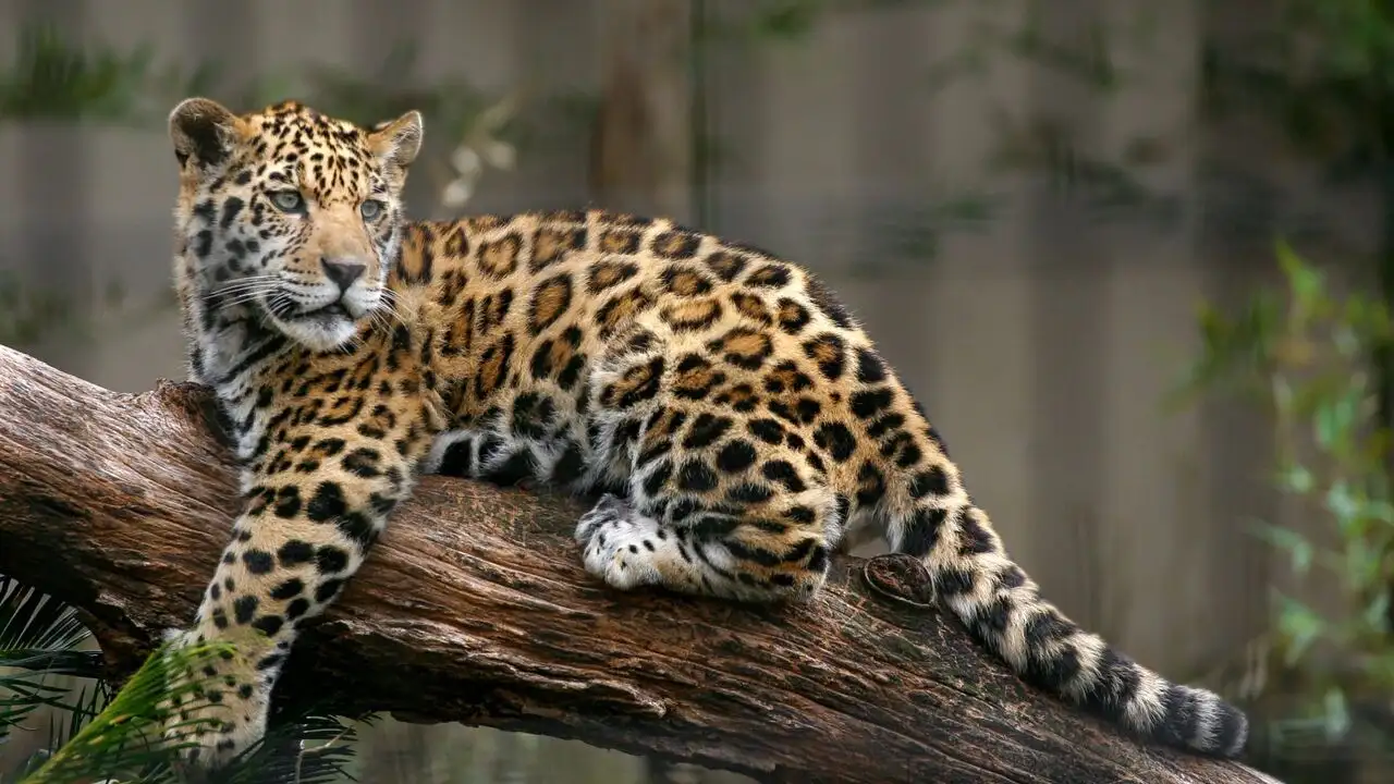 Guyane, vivre avec le jaguar – image d’arrière-plan