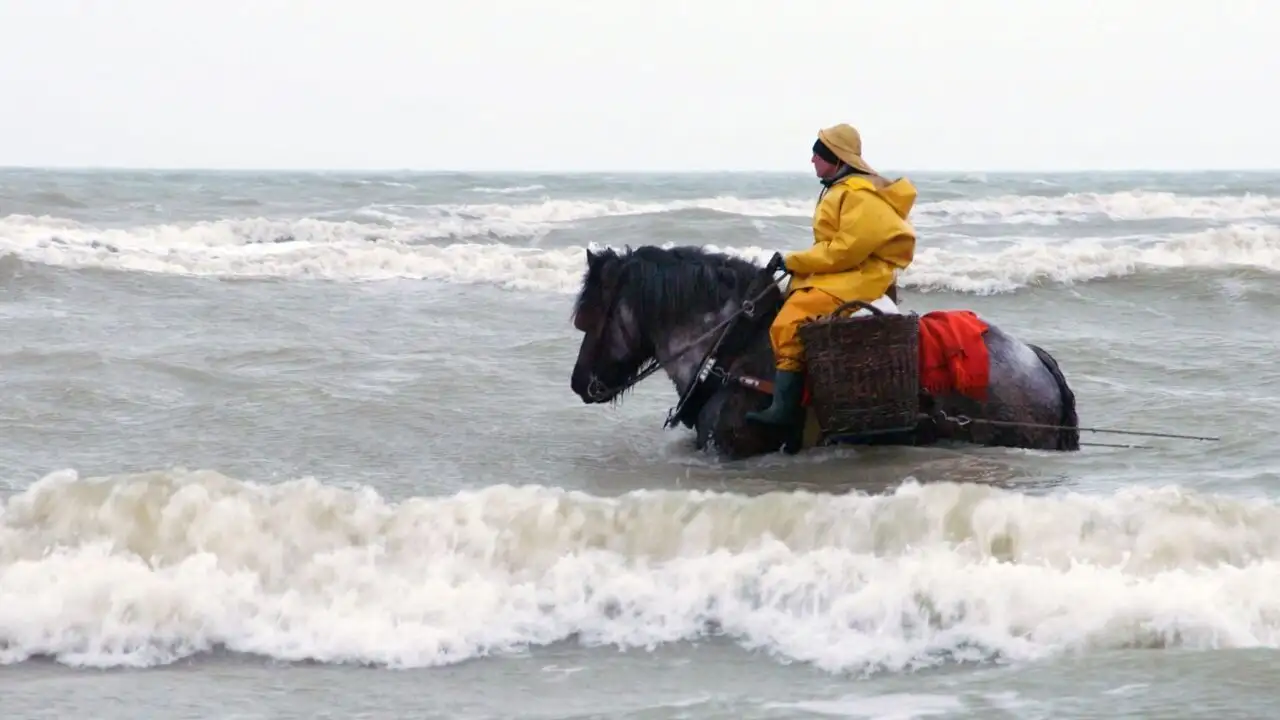 Belgique : Les pêcheurs de crevettes à cheval – image d’arrière-plan