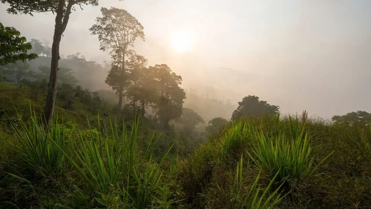 Baroudeurs - 28 jours dans l'enfer vert du Honduras – image d’arrière-plan