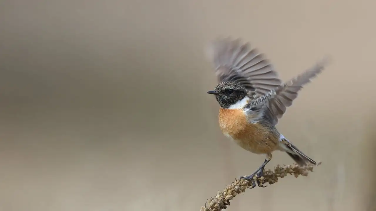 La planète des oiseaux – image d’arrière-plan