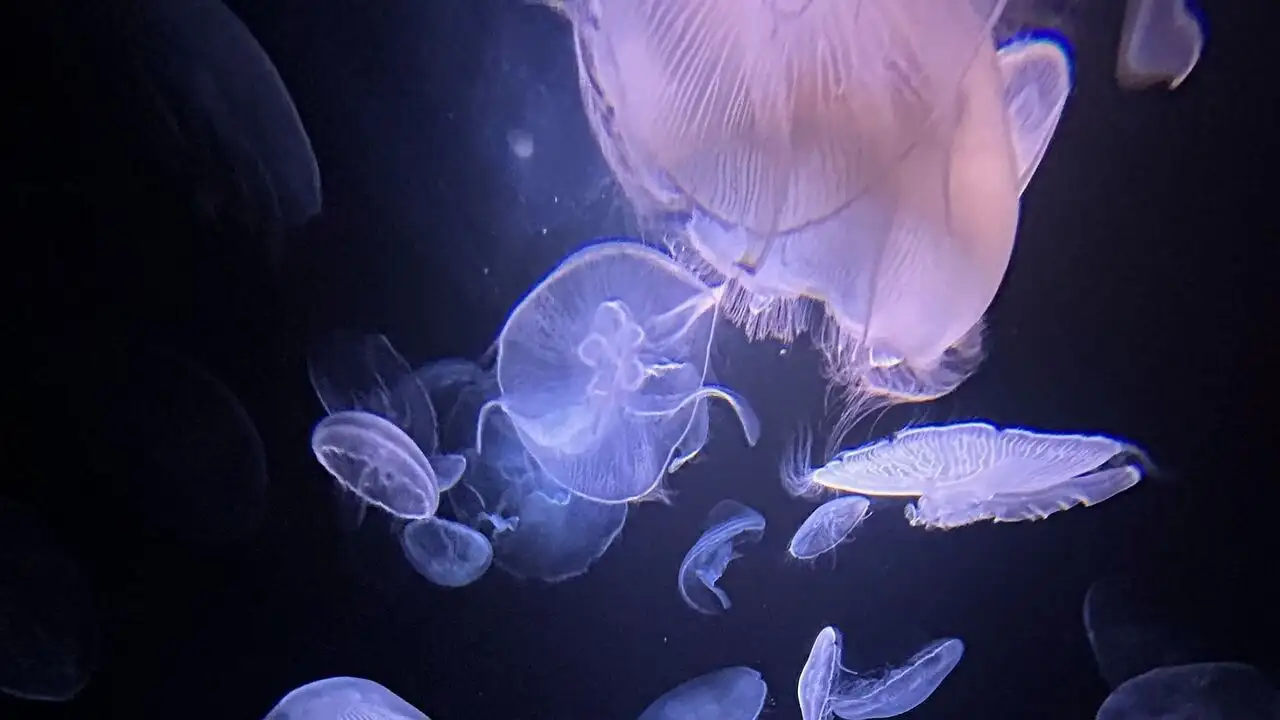 Méduses : Les souveraines des océans – image d’arrière-plan