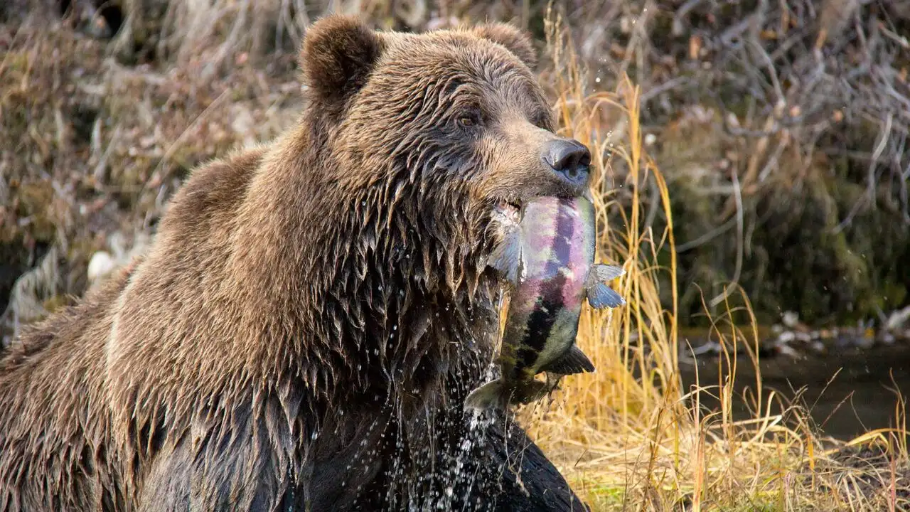Sophie, la grizzly du Yukon - Saison 1 – image d’arrière-plan