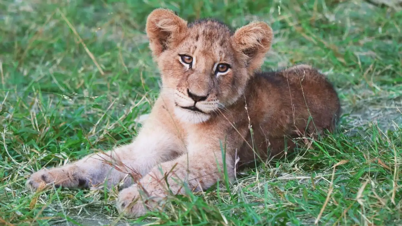 Lion - Saison 1 - La naissance d'un prince – image d’arrière-plan