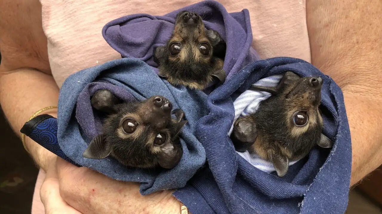 SOS faune sauvage - Australie - Saison 1 - Koalas en danger – image d’arrière-plan