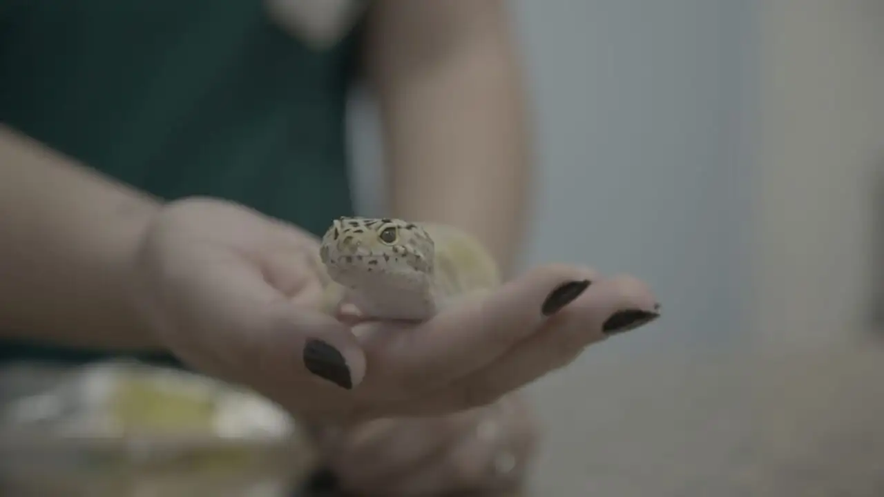 Critter Fixers : Vétos de choc - Saison 4 - Lapin de compétition – image d’arrière-plan