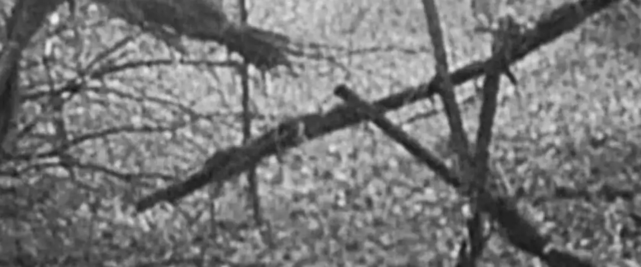 Le Projet Blair Witch - En octobre 1994, trois étudiants en cinéma disparaissent dans une forêt du Maryland au cours d'un reportage sur la sorcellerie. Un an plus tard, on a retrouvé leur film. – image d’arrière-plan