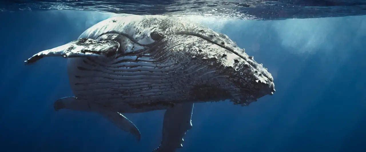 Océans - Explorez les profondeurs des océans de notre planète. Découvrez les histoires qui relient leur monde au nôtre. – image d’arrière-plan