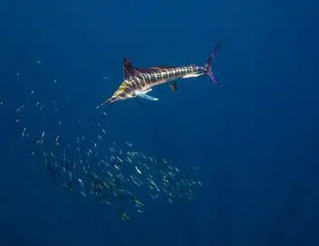 Fish Forever - Saison 2 - Dernier marquage du marlin rayé – affiche