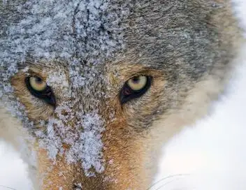 Le loup, un vagabond sans frontière – affiche