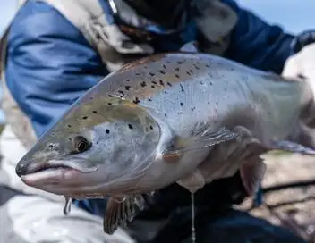 La globe-trotteuse Chasse & Pêche - Saison 4 - Alaskan Salmon Run – affiche