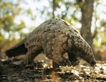 Mission pangolin : Retour à la vie sauvage – affiche