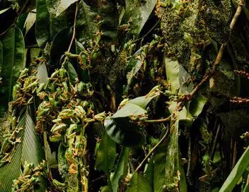 Les animaux, sauveurs des forêts tropicales – affiche