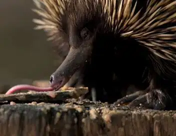Australia Zoo : le défi des Irwins - Saison 1 – affiche