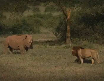 Rhinocéros : l'art d'élever sa famille – affiche
