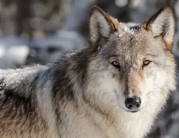 A la reconquête des Rocheuses - Saison 1 - Un pacte pour les loups – affiche