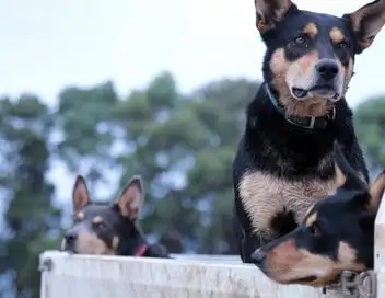 Les superpouvoirs des animaux - Saison 1 - L'heure selon les chiens et bonds de kangourou – affiche