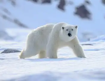 Morsures animales - Saison 1 - Sauvetage dans le Grand Nord – affiche