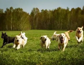 L'hebdo des animaux - Saison 1 - Episode 2 – affiche