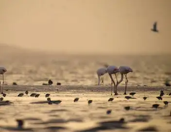 Africa Earth's Wild Home - Saison 1 - Le désert du Sahara – affiche
