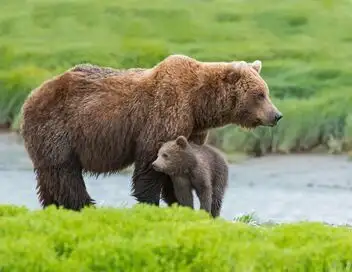 Découvrir le monde - Alaska l'aventure grandeur nature – affiche