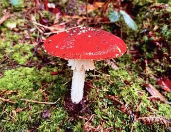 L'amanite tue-mouche : Champignon mythique ou toxique ? – affiche