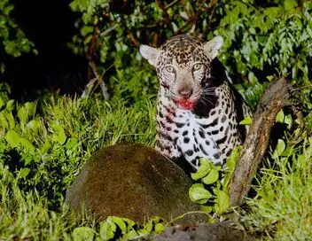 Les animaux, sauveurs des forêts tropicales - A la lisière de la forêt – affiche