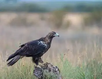 Le royaume sauvage d'Ibérie - Saison 1 - L'aigle ibérique – affiche