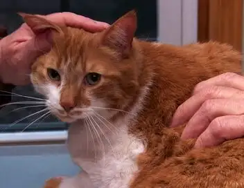 L'incroyable Dr Pol - Saison 9 - Coupure de courant – affiche