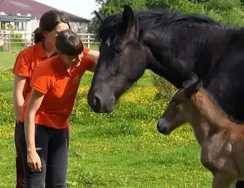 Au galop ! - Saison 6 - Un bébé à Firfol – affiche