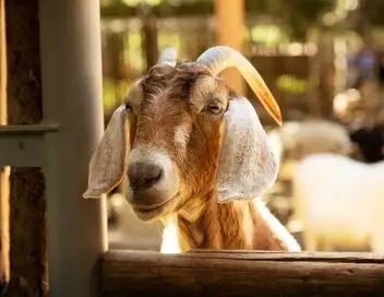 Le zoo de San Diego - Saison 1 - C'est l'histoire d'un Mek – affiche
