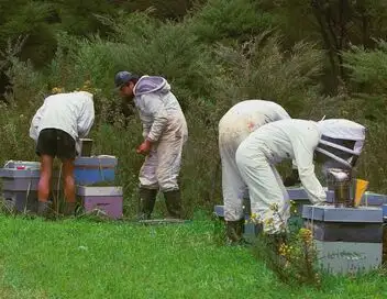 Les maîtres des abeilles - Saison 1 - Nouvelle-Zélande, le trésor des Maoris – affiche