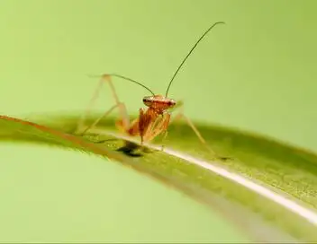 Les vrais maîtres de la Terre : Les insectes - Episode 01 – affiche