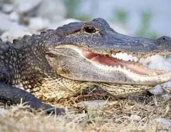 Destination Wild - Saison 1 - Floride, la côte des crocodiles – affiche