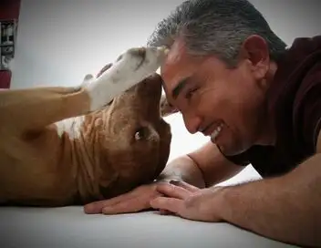 César adore les pitbulls - Saison 1 – affiche
