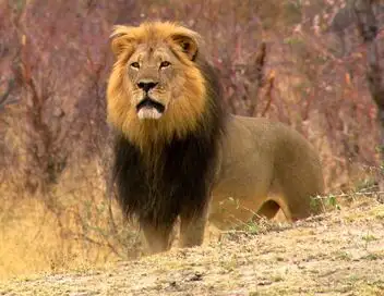Un lion né pour régner - Saison 1 – affiche