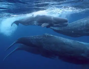 Destination Wild : Amérique centrale - Saison 1 - Where Oceans Collide – affiche