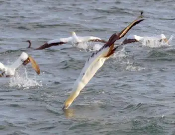 La grande migration des poissons d'argent – affiche