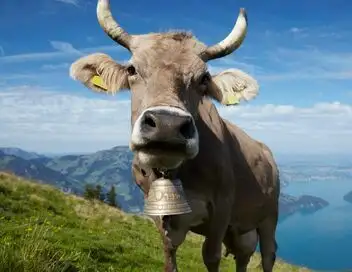 Comment ça marche ? - Saison 15 - Tracteurs, cloches de vaches – affiche