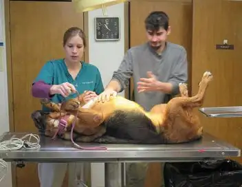 L'incroyable Dr Pol - Saison 7 - La brigade canine débarque – affiche