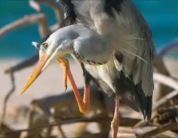 Les Seychelles : Un joyau de la nature – affiche