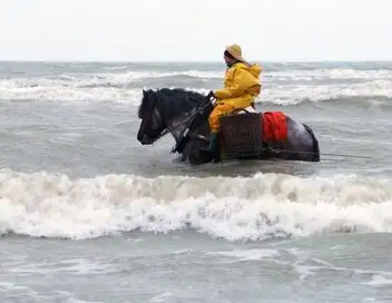 Belgique : Les pêcheurs de crevettes à cheval – affiche