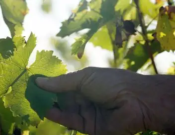 Les promesses de la terre - Saison 1 - Réinventer les vignobles – affiche