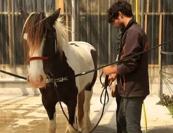 Au galop ! - Saison 6 - Des nouvelles de Jivanna – affiche