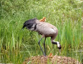 La grue cendrée : Sur les ailes d'une géante – affiche