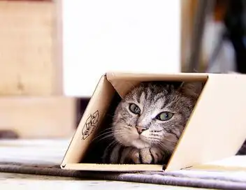 La vie secrète des chats - Saison 4 - Bienvenue à Chat-ville ! – affiche