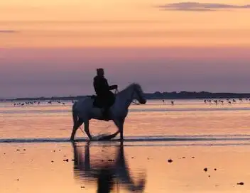 Sale temps pour la planète - Saison 16 - Camargue, à la croisée des eaux – affiche