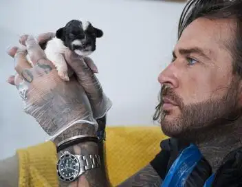Pete Wicks : Pour l'amour des chiens ! - Saison 1 - Les Chiots Chips – affiche
