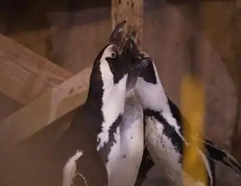 Nausicaá, dans les coulisses du plus grand aquarium d'Europe - Saison 1 – affiche