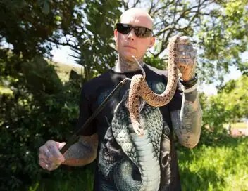 Snakes In the City Compilations - Saison 9 - Panique générale – affiche